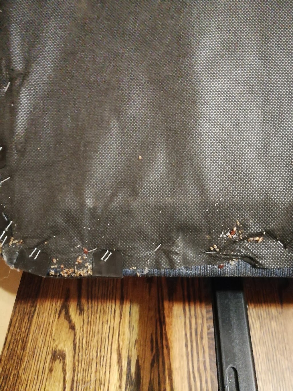 All Corners Pest Control | 265 Barton Street #33F, Stoney Creek, ON L8E 2K4, Canada | Phone: (905) 385-1818