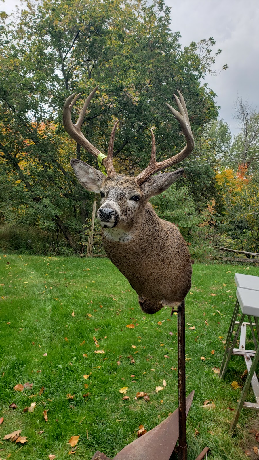 Carolins Creative Taxidermy | 450 Deer Run Rd, Frankford, ON K0K 2C0, Canada | Phone: (613) 398-7218