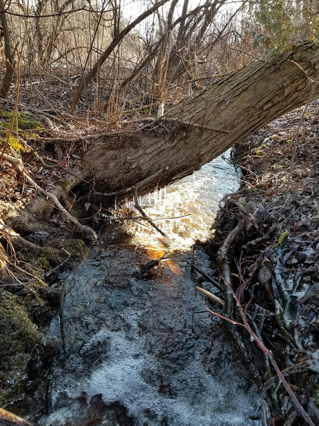 Proctor Park Conservation Area | 96 Young St, Brighton, ON K0K 1H0, Canada | Phone: (613) 394-4829