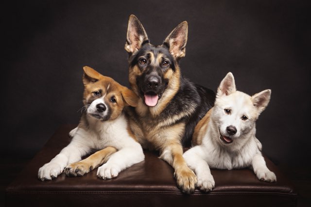 Pet More Pet Care | 4140 Bathurst St Unit 4136, North York, ON M3H 3P3, Canada | Phone: (416) 630-9979