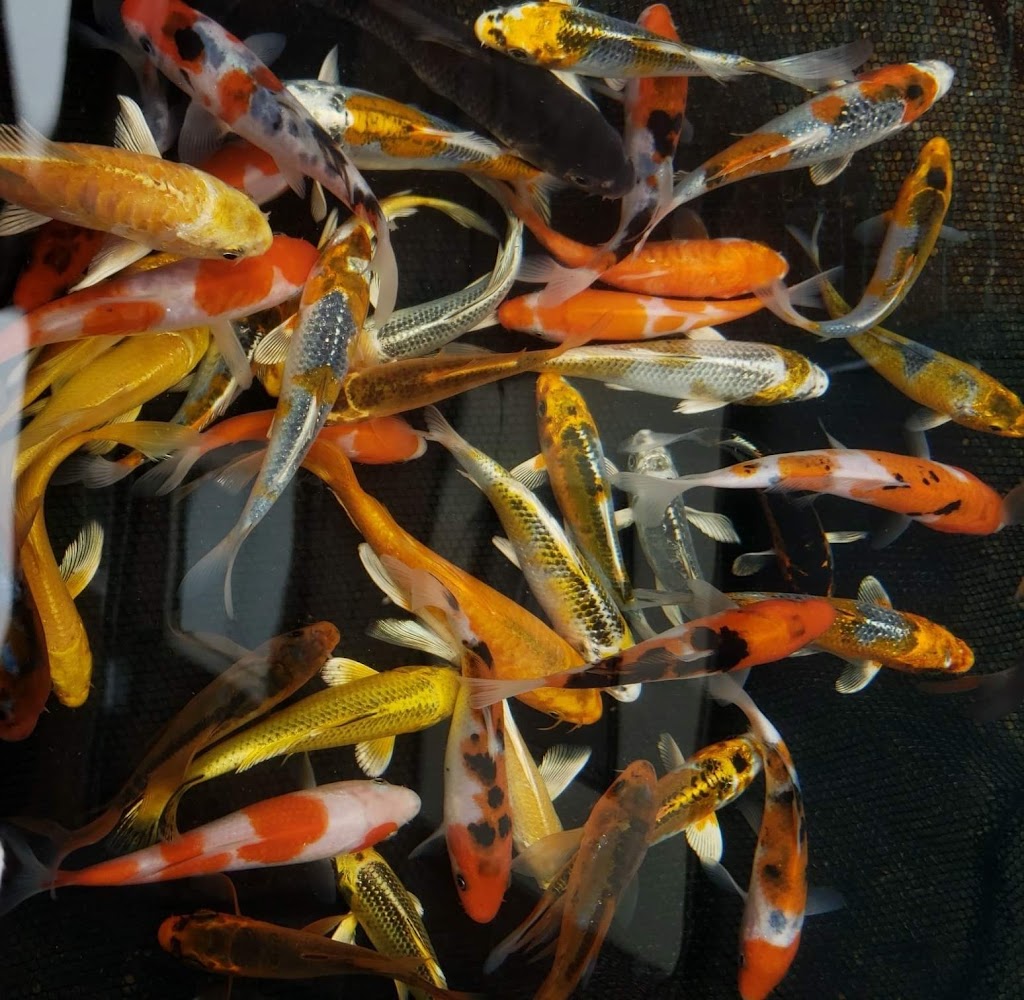 Total Aquatics Inc. | 7 Dundas St W, Napanee, ON K7R 1Z3, Canada | Phone: (613) 354-9191