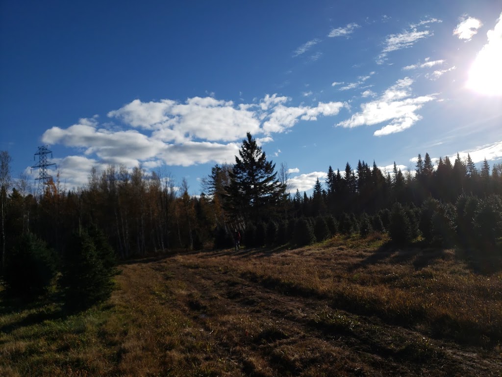 Yuletide Christmas Tree Farm | 1970 Coverdale Rd, Upper Coverdale, NB E1J 1Y9, Canada | Phone: (506) 372-9522