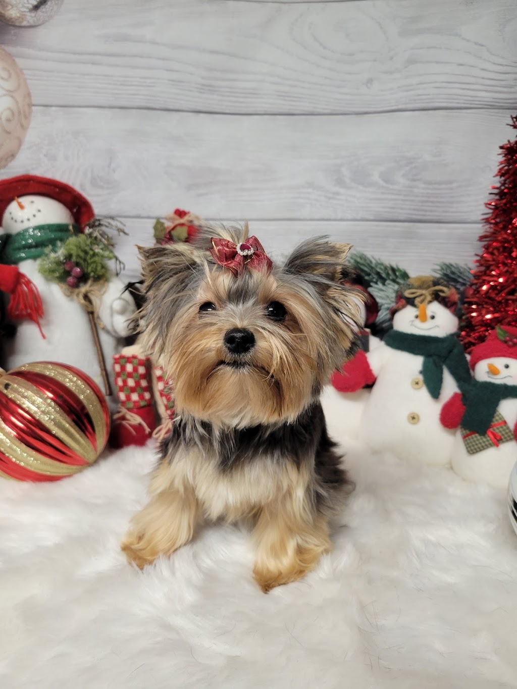 Marshas grooming palace | 979 Baseline Rd, Cornhill, NB E4Z 1J4, Canada | Phone: 988-0925