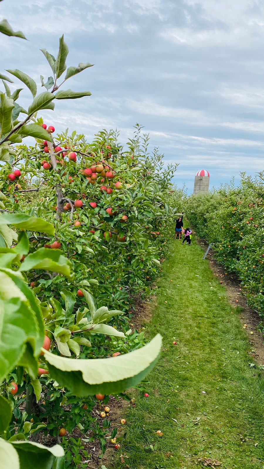Downeys Apple Farm | 13707 Heart Lake Rd, Inglewood, ON L7C 2K7, Canada | Phone: (905) 838-4777