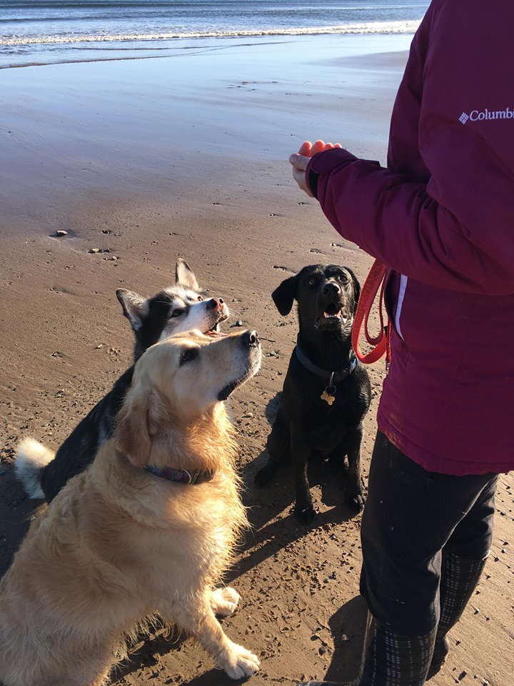 Rudys Dog Walking Adventures | 126 Cole Dr, Dartmouth, NS B2W 6K5, Canada | Phone: (902) 430-5882