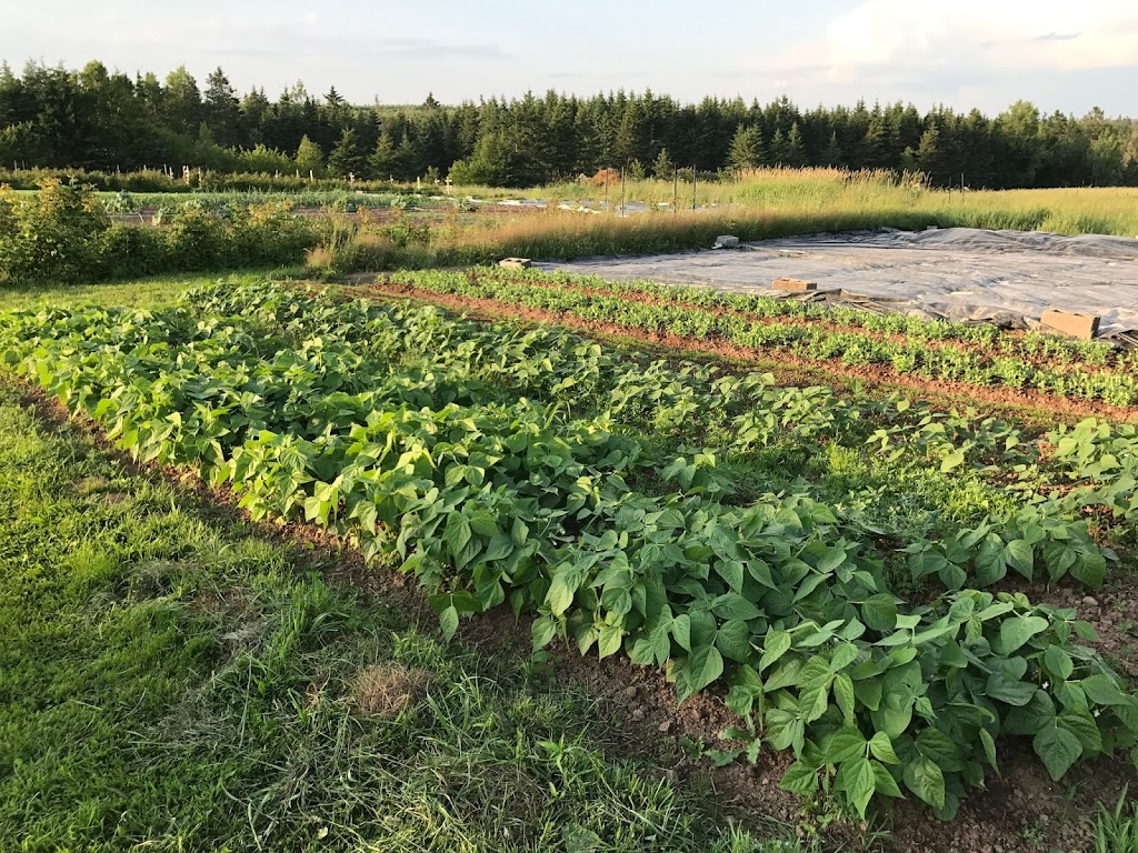 Ferme du Chapeau Rouge Farm | 370 La Vallée Rte, Memramcook, NB E4K 3E3, Canada | Phone: (506) 962-7770