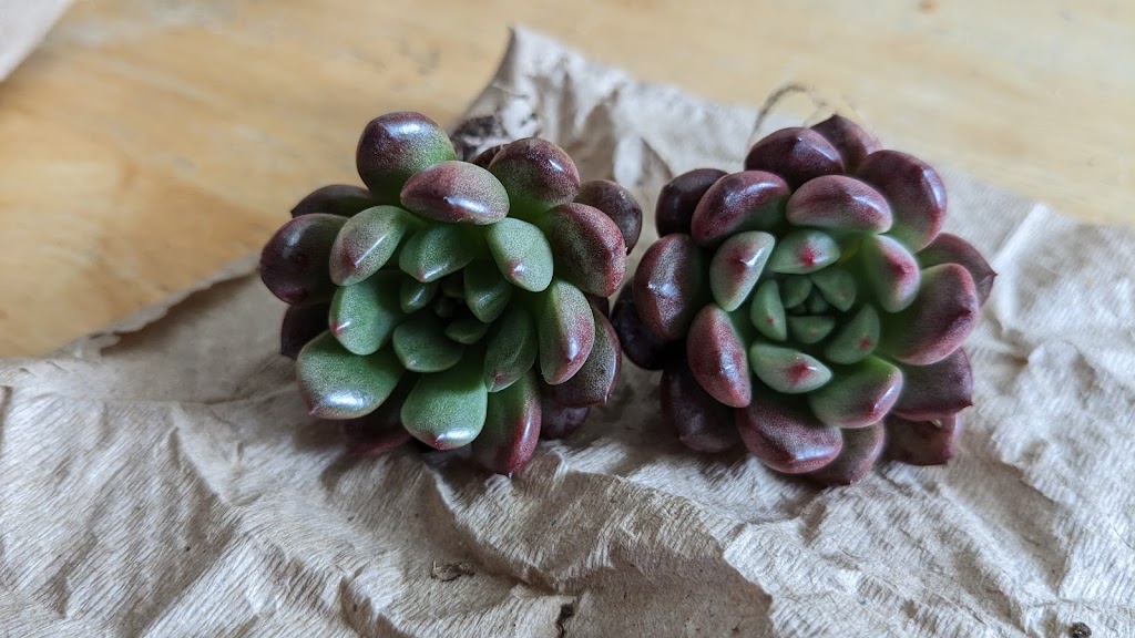 Succulentes Québec | 388 QC-116, Cleveland, QC J0B 2H0, Canada | Phone: (819) 238-1695