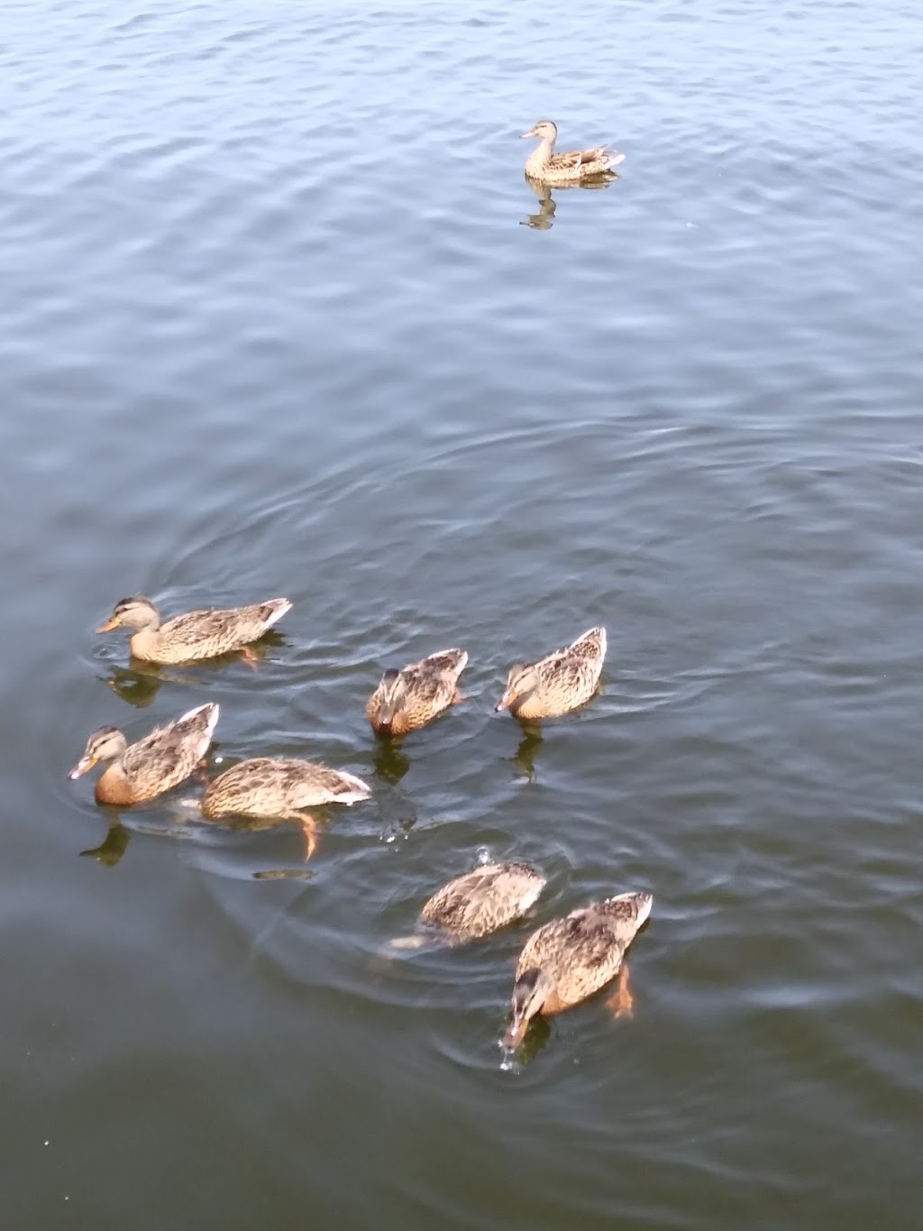 Bewdley Optimist Park | Rice Lake Dr N, Bewdley, ON K0L 1E0, Canada | Phone: (905) 372-5662