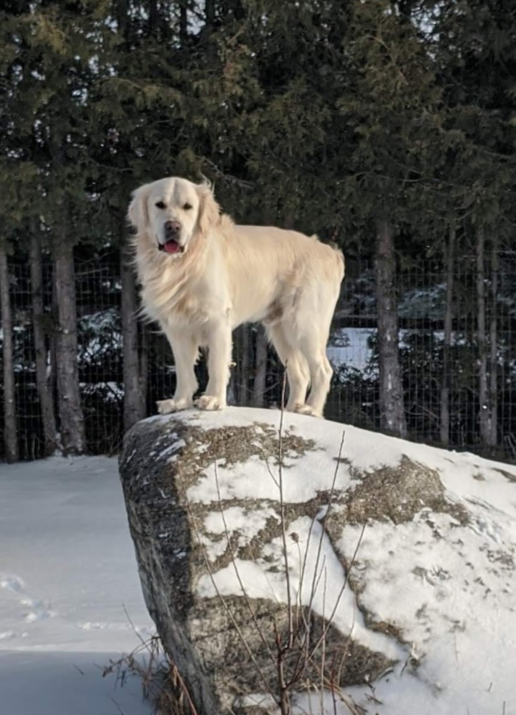 Country Canines Play Park Carp | 112 Delaney Dr, Carp, ON K0A 1L0, Canada | Phone: (613) 878-2309