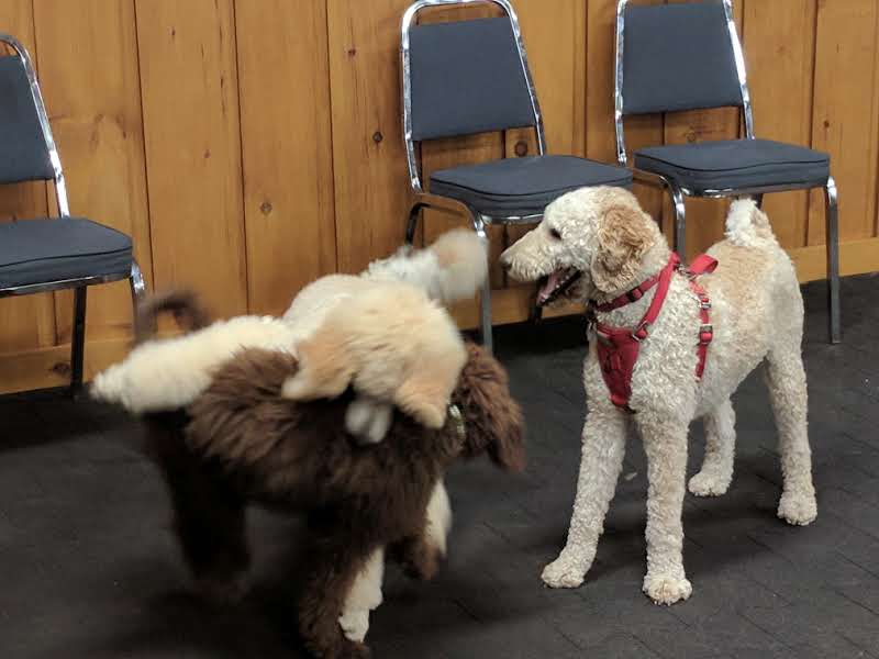 Canine Academy | 10463 Guelph Line, Campbellville, ON L0P 1B0, Canada | Phone: (905) 854-1292
