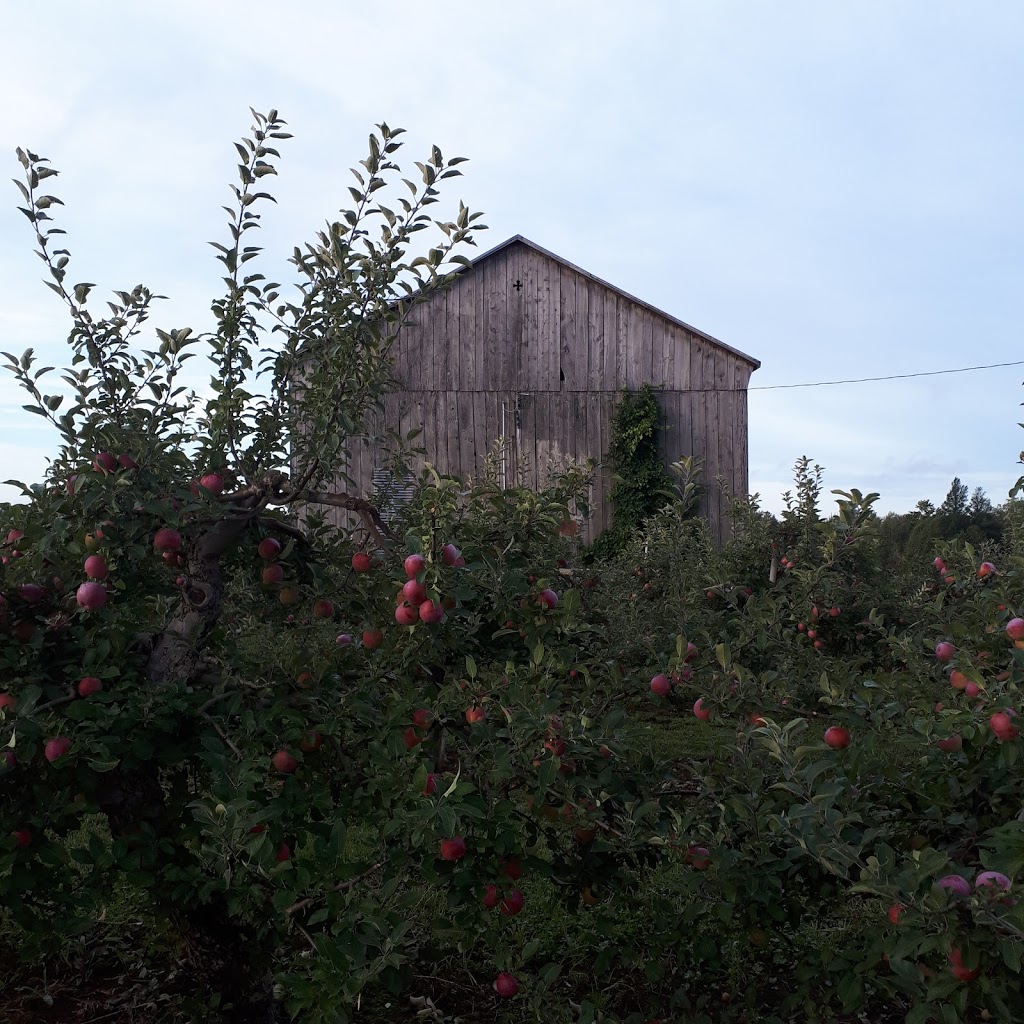 Blakes Apple Orchard | 42933 St Michaels Rd, Brussels, ON N0G 1H0, Canada | Phone: (519) 887-6972
