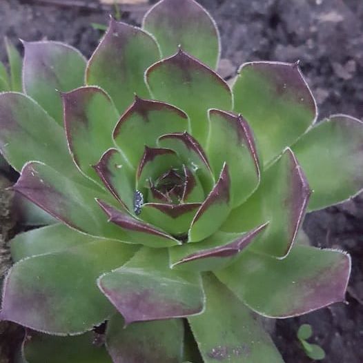 Langs Clean Garden | 259 Thorncrest Dr, Waterloo, ON N2L 4L2, Canada | Phone: (647) 760-1255