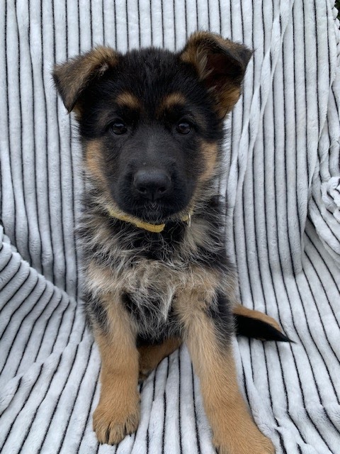 Westside German Shepherds | South east 18 -16-27 W2, Saskatchewan St W, Moose Jaw, SK S6H 4R3, Canada | Phone: (306) 693-2694
