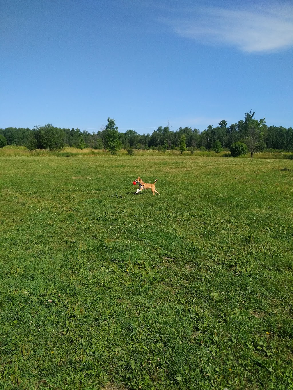 Technologie Dog Park | 200 Boulevard de la Technologie, Gatineau, QC J8Z 3H8, Canada