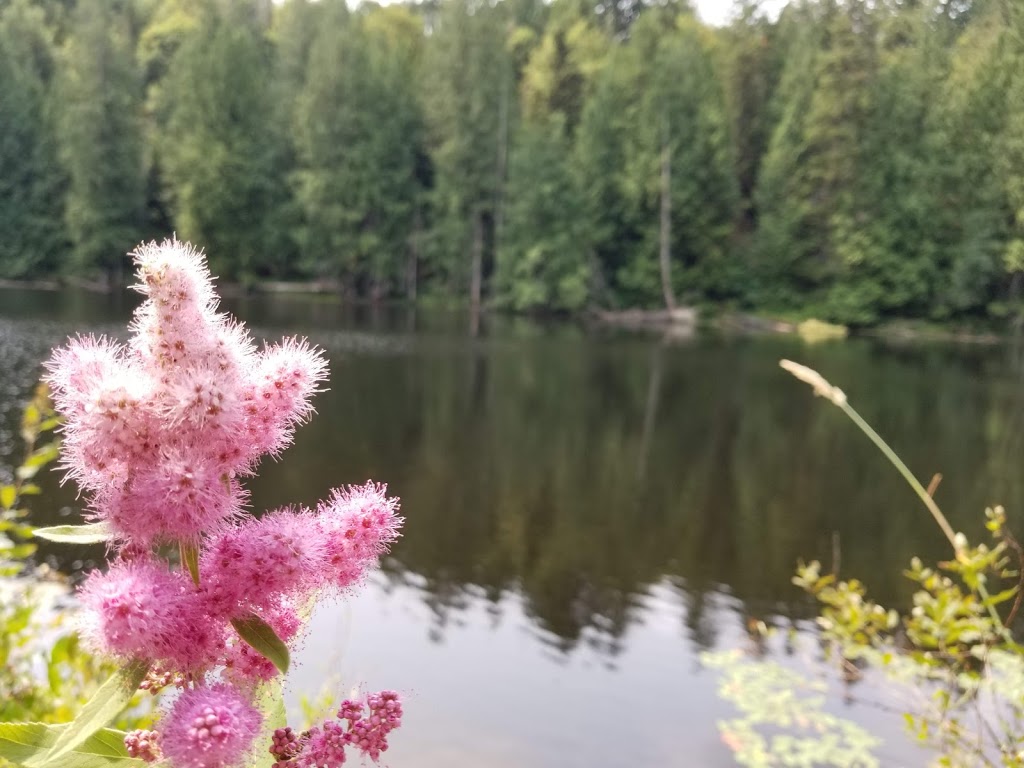Squires Lake Trail Parking | 170 Old Hwy 99 N, Bellingham, WA 98229, USA
