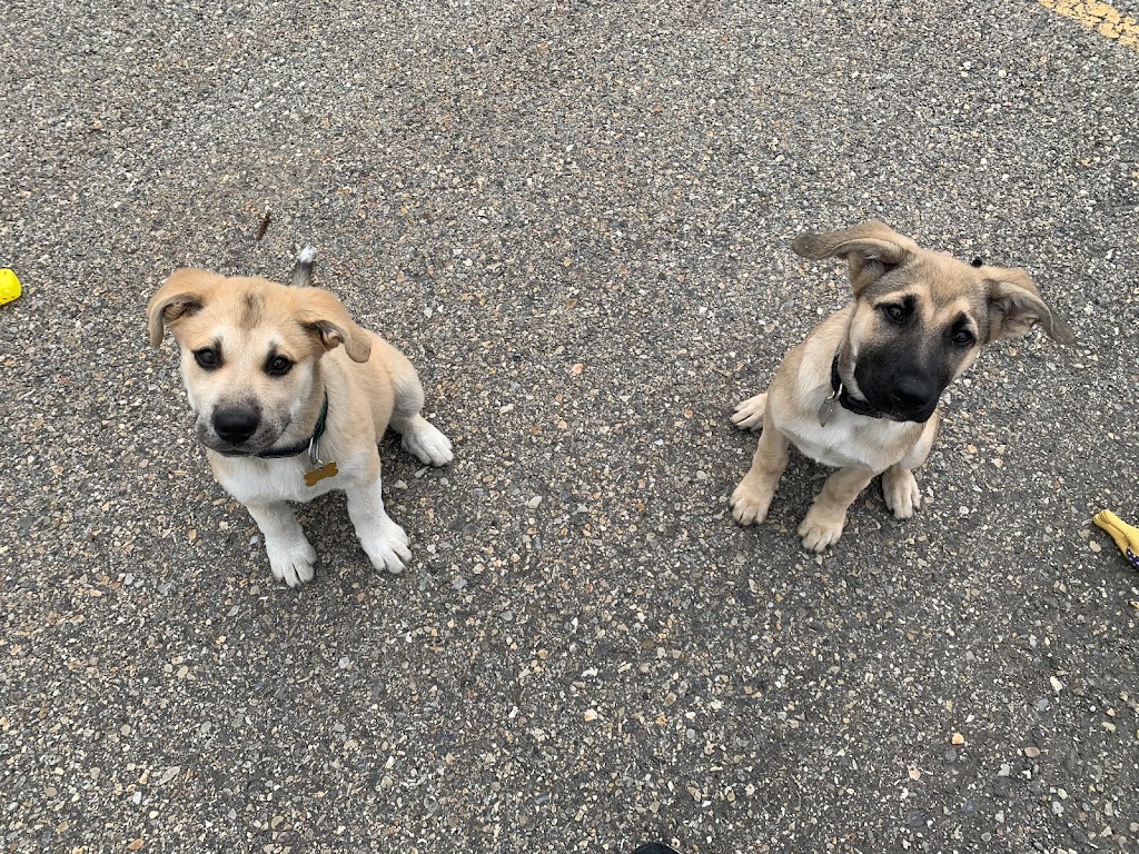 Pawsitive Solutions Dog Training | 5600 Centre St N, Calgary, AB T2K 0T3, Canada | Phone: (403) 467-9076
