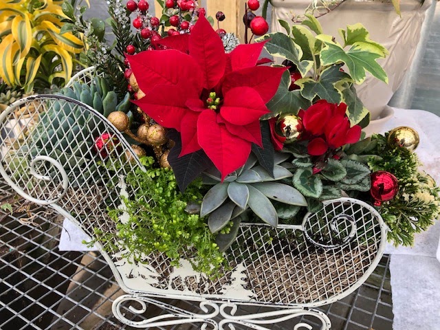 Maple Leaf Garden Centre | 2558 Haywood Ave, West Vancouver, BC V7V 1Y4, Canada | Phone: (604) 922-2613