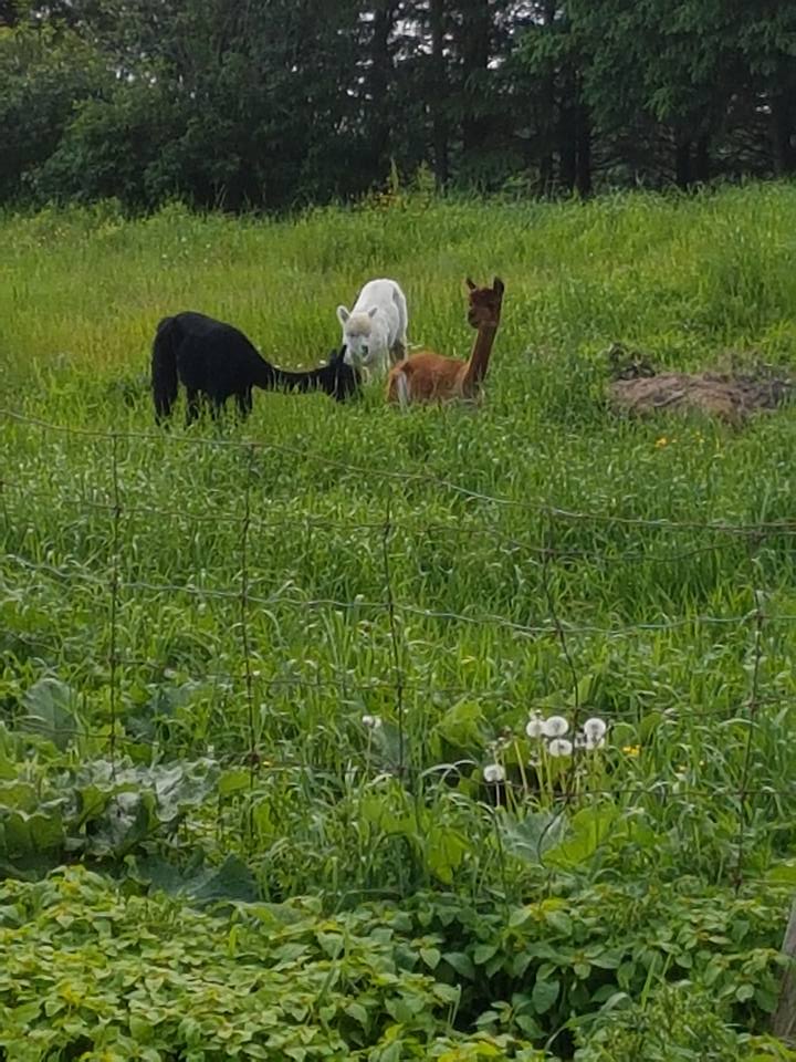 Ferme les douceurs sucrées-Alpagas | 1066 QC-271, Sainte-Clotilde-de-Beauce, QC G0N 1C0, Canada | Phone: (581) 766-8060