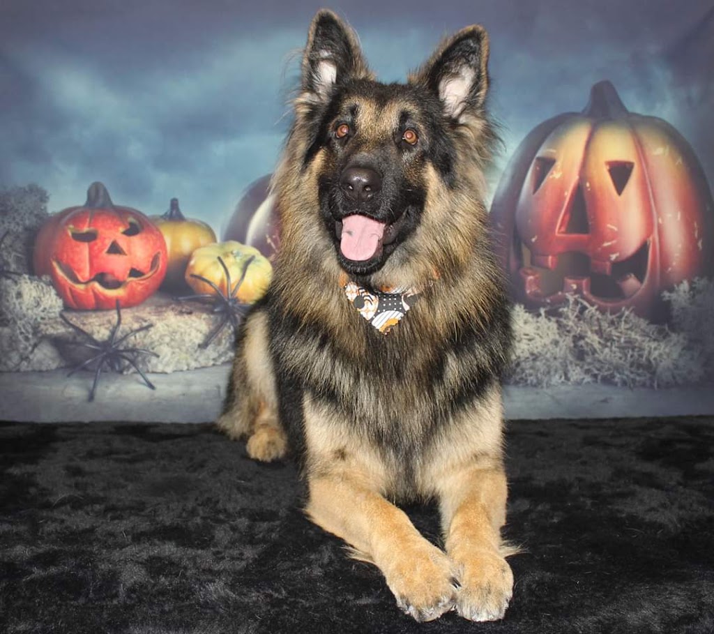 Precious Paws Dog Grooming | 269 Main St S, Mount Forest, ON N0G 2L1, Canada | Phone: (519) 509-4900