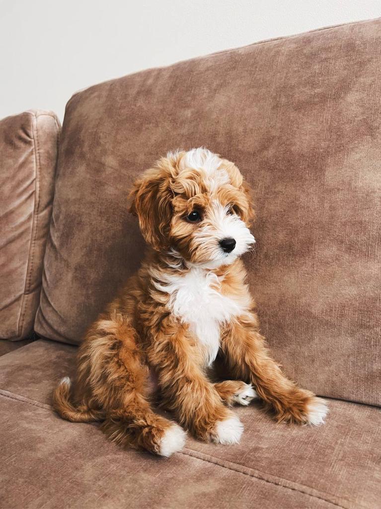 Maltese and poodle puppies for sale | 6780 Breanna Cardill St, Greely, ON K4P 0C1, Canada | Phone: (647) 547-2171