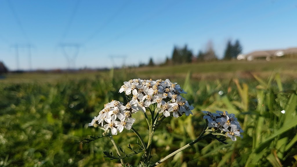 Cassiar Park | Morgan Park Trail, Abbotsford, BC V2S 7G7, Canada | Phone: (604) 859-3134