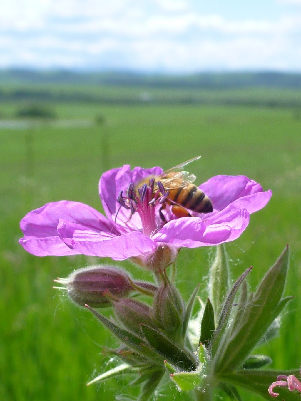 Honey Meadows Farm Inc | 290045 192st East, AB T1S 4A3, Canada | Phone: (403) 701-2804