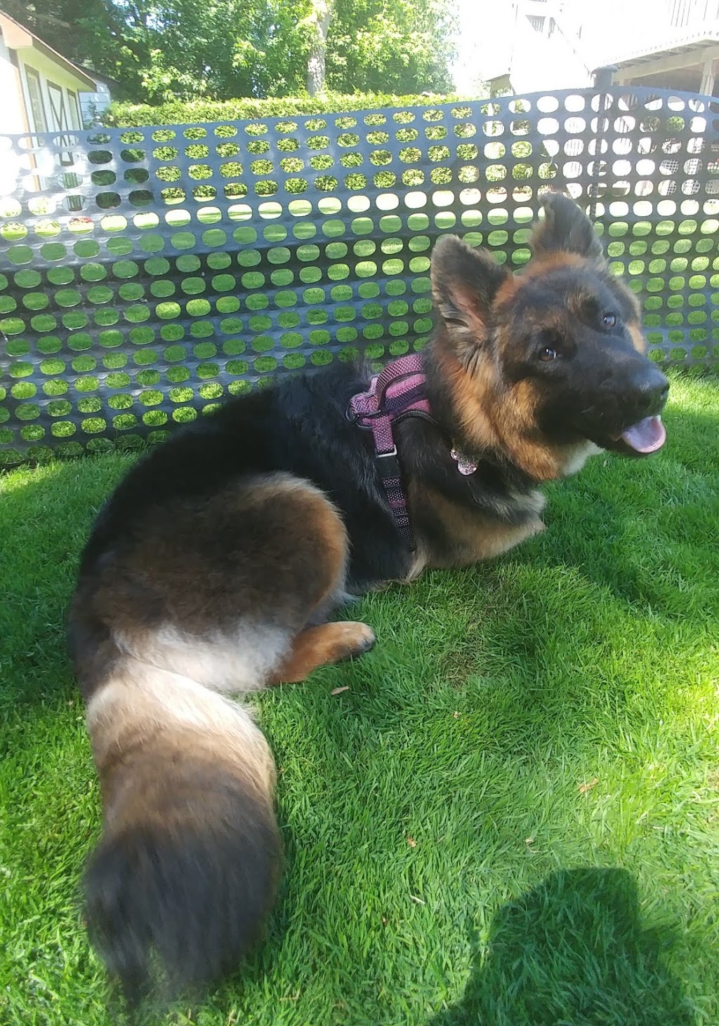 Passion4Pets Grooming Boutique | 46 King Ave E, Newcastle, ON L1B 1H6, Canada | Phone: (905) 440-5732
