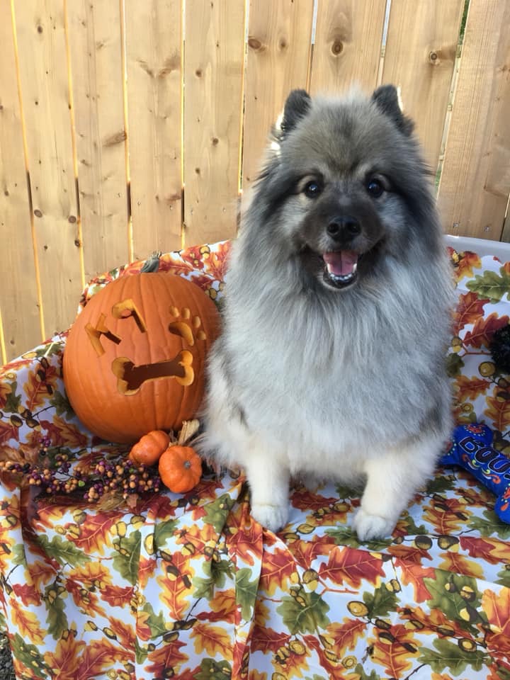 K9S in KAHOOTS | 6389 Main St, Whitchurch-Stouffville, ON L4A 1G4, Canada | Phone: (905) 642-8289