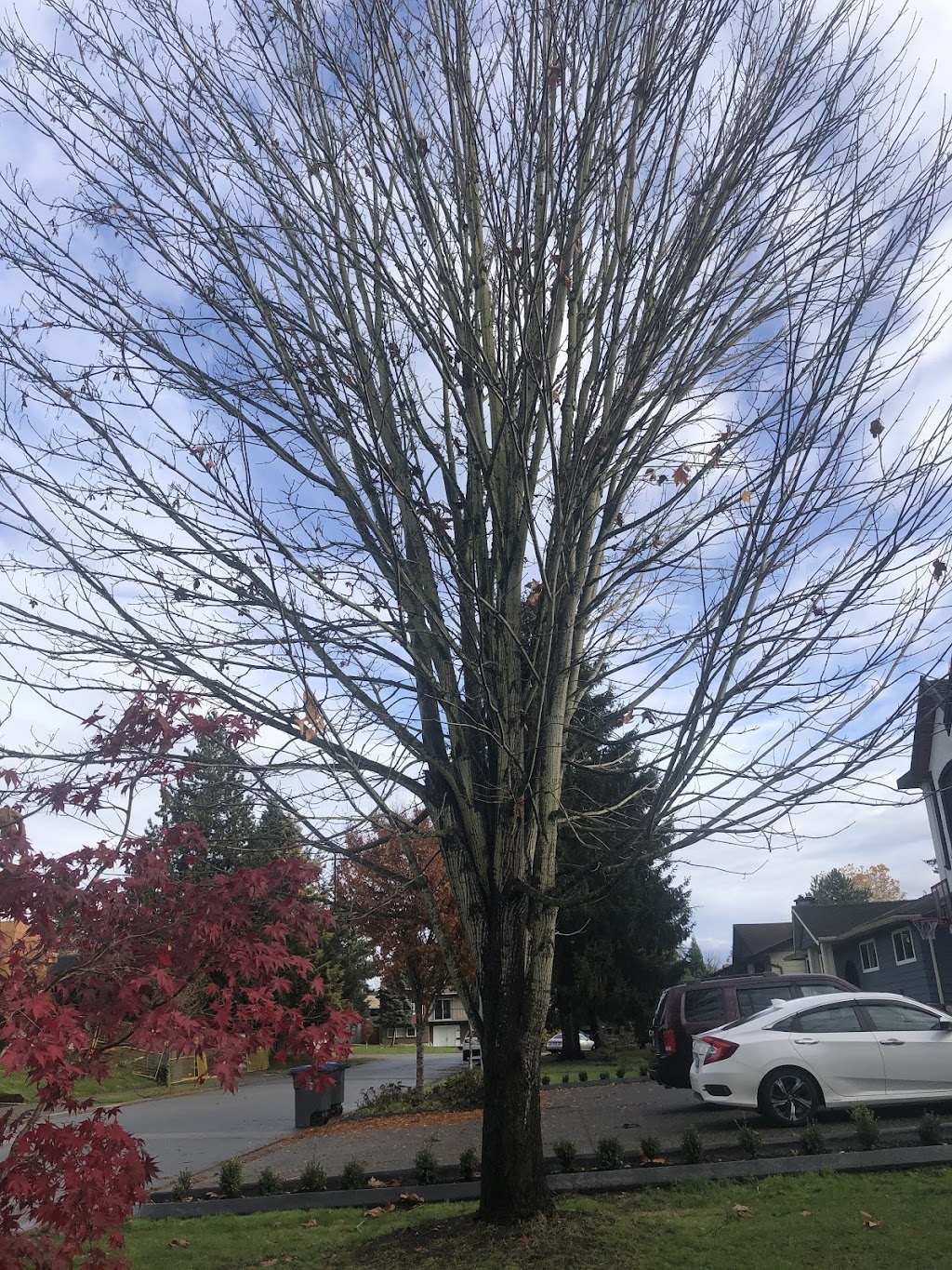 Nick Landscaping & Tree-Cutting Service Ltd | 12138 95a Ave, Surrey, BC V3V 1P8, Canada | Phone: (778) 855-3400