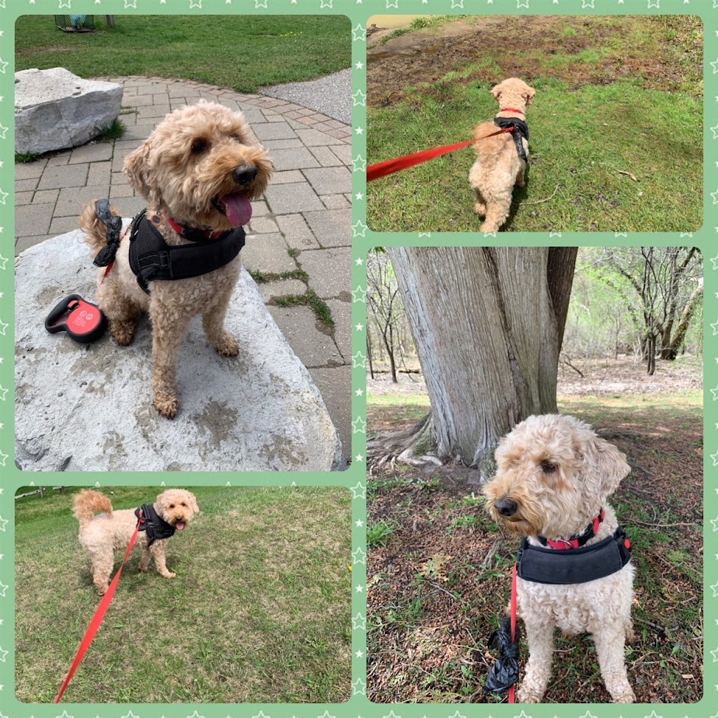 C J Dogwalkers | 77 Arlington Ave, Oshawa, ON L1G 2N5, Canada | Phone: (289) 675-1760