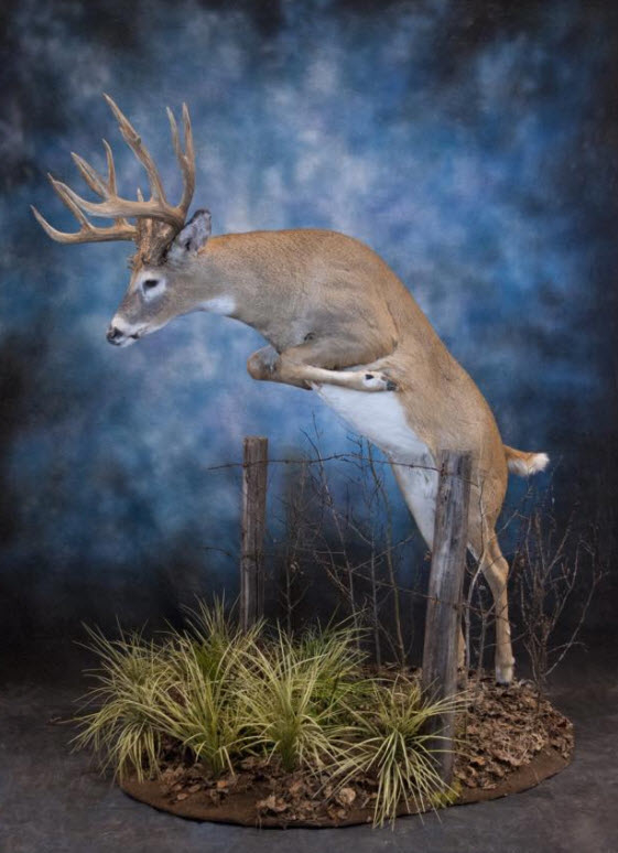 Alberta Taxidermy Studios Ltd | 4995 Centre Ave, New Sarepta, AB T0B 3M0, Canada | Phone: (780) 941-3800