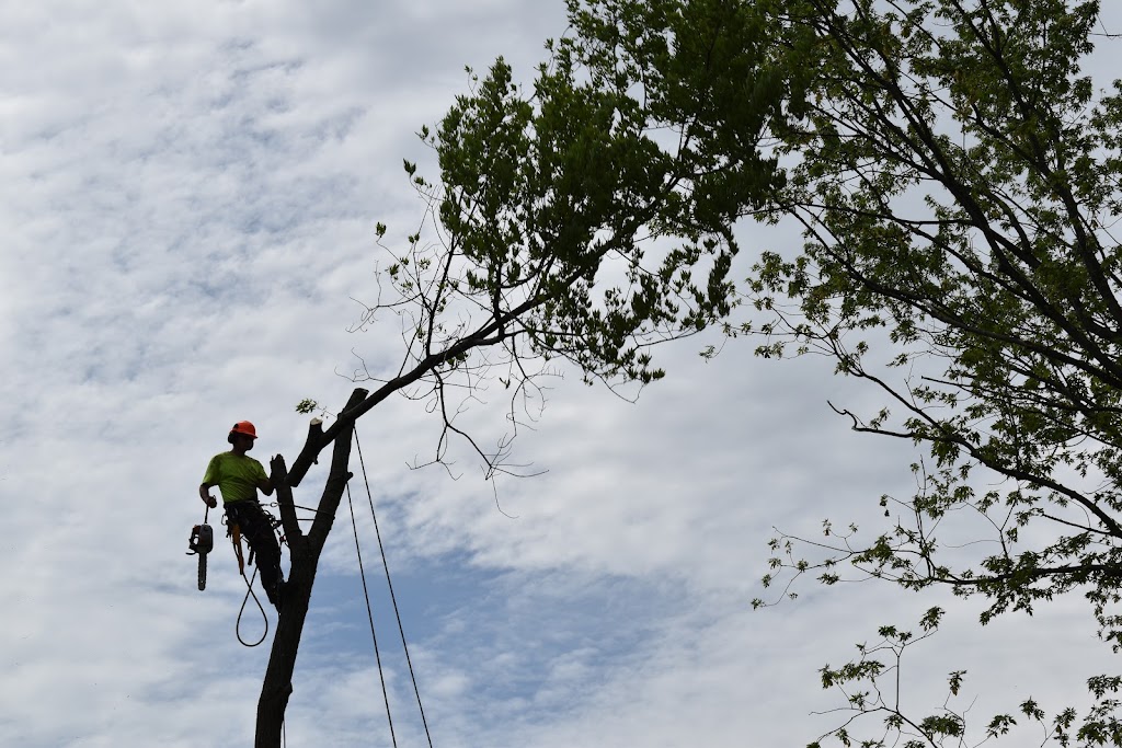 Wright Tree Service | 1265 Kingston Ave, Ottawa, ON K1Z 8K8, Canada | Phone: (613) 898-0698