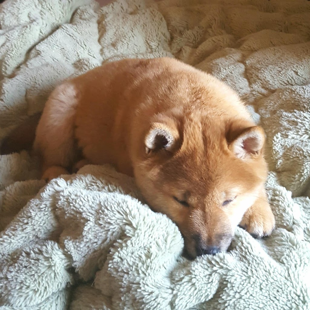 Shamanu Shibas | 5570 Mcdermid Rd, Rock Creek, BC V0H 1Y0, Canada | Phone: (250) 868-3248