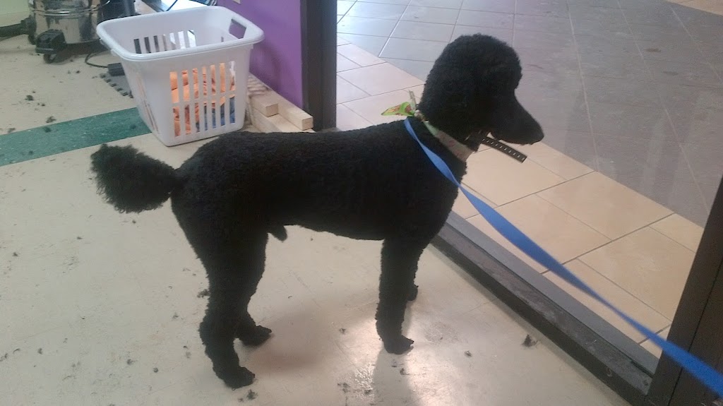 Marlenes K9 Kreations | 500 Rue Main, Montague, PE C0A 1R0, Canada | Phone: (902) 838-2212