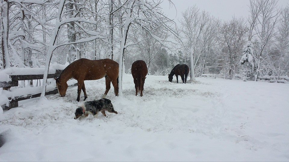 Domaine Brownville | 305 Mnt du Ruisseau Norton, Sainte-Clotilde-de-Châteauguay, QC J0L 1W0, Canada | Phone: (514) 826-4592