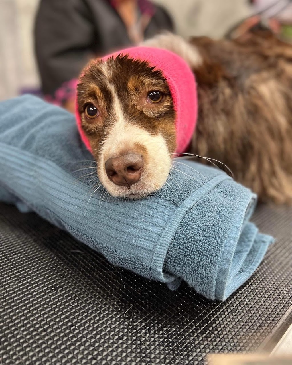 La wooferie spa canin | 329 Rue du Plateau, Sainte-Martine, QC J0S 1V0, Canada | Phone: (514) 246-4940