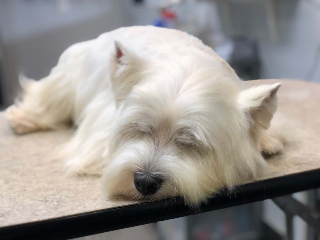 Suds n Scissors - Dog Grooming Studio | 931 Brunette Ave Unit G, Coquitlam, BC V3K 6T5, Canada | Phone: (604) 525-7387