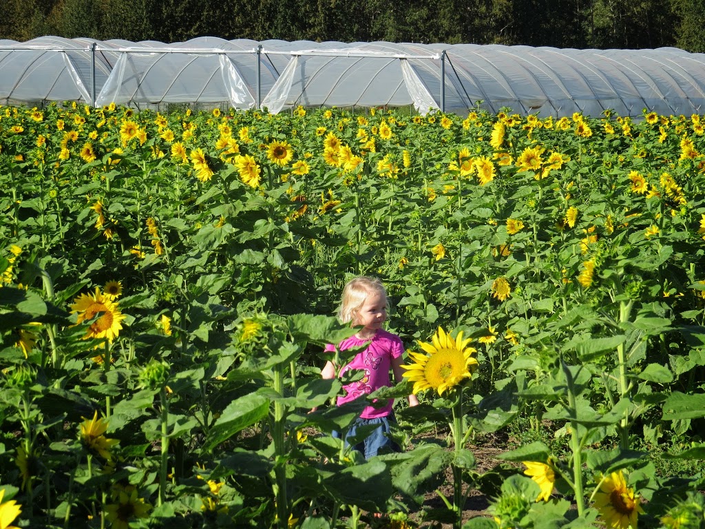 Bowden SunMaze | 34530 Range Rd 14, Bowden, AB T0M 0K0, Canada | Phone: (403) 224-3995