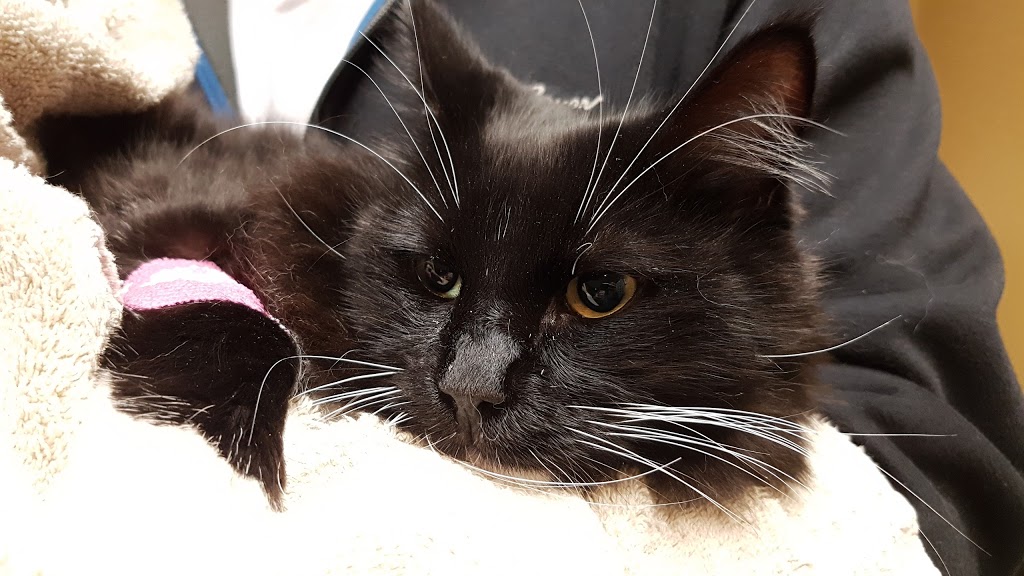 Central Animal Emergency Clinic | 812 Roderick Ave, Coquitlam, BC V3K 1P8, Canada | Phone: (604) 931-1911