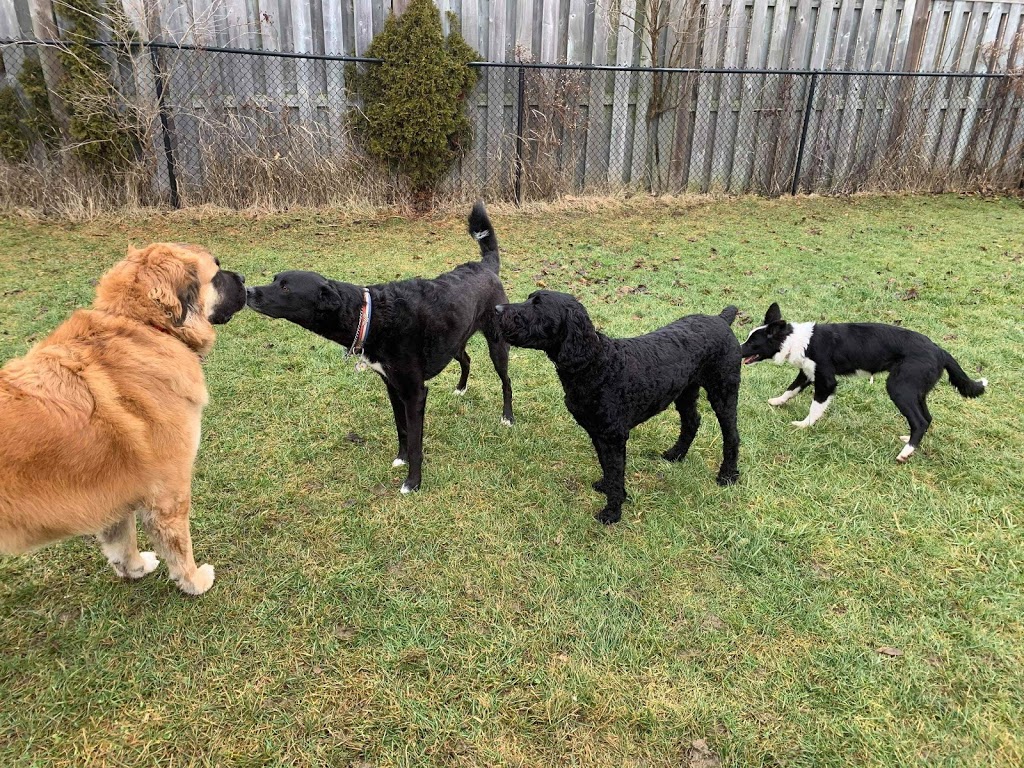 Pooch Haven Grooming & Doggie Daycare | 4297 Golf Club Rd, Hannon, ON L0R 1P0, Canada | Phone: (905) 388-0132