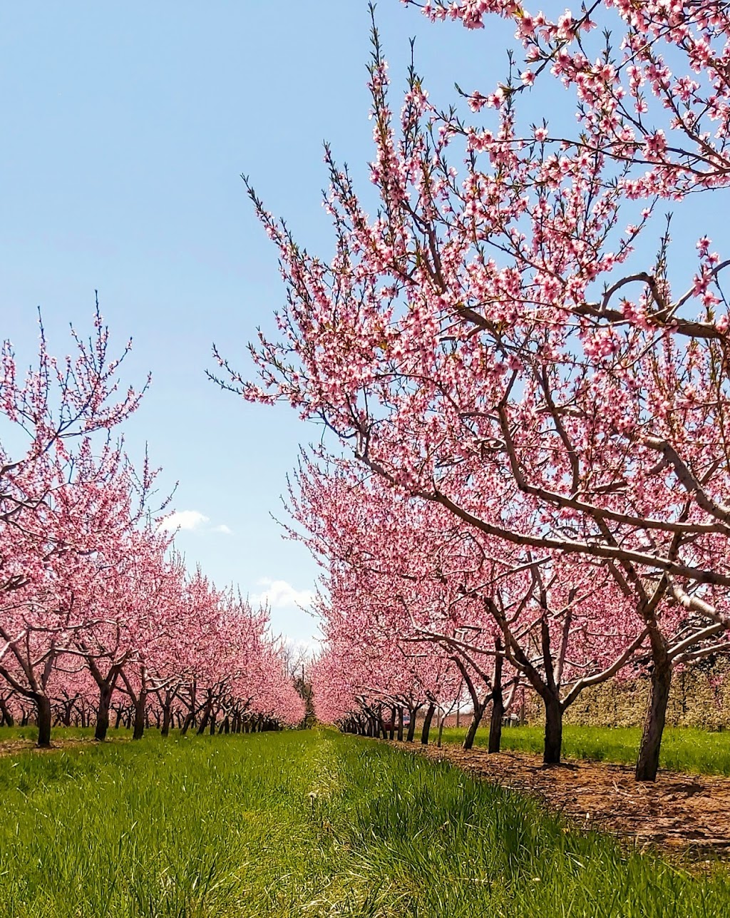 Lakelee Orchards | 4452 Thirteenth St, Jordan Station, ON L0R 1S0, Canada | Phone: (905) 562-4850
