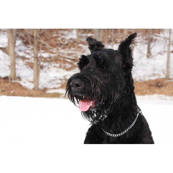 Markham Road Animal Hospital | 900 Markham Rd, Scarborough, ON M1H 2Y2, Canada | Phone: (416) 438-1751