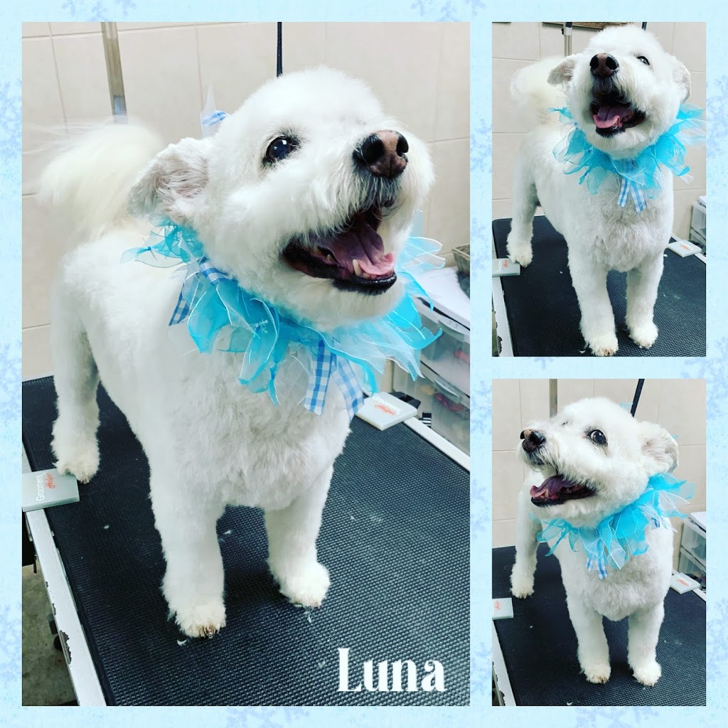 Jenni-furz Gentle Grooming | 1220 Queens Bush Rd, Wellesley, ON N0B 2T0, Canada | Phone: (519) 504-5648