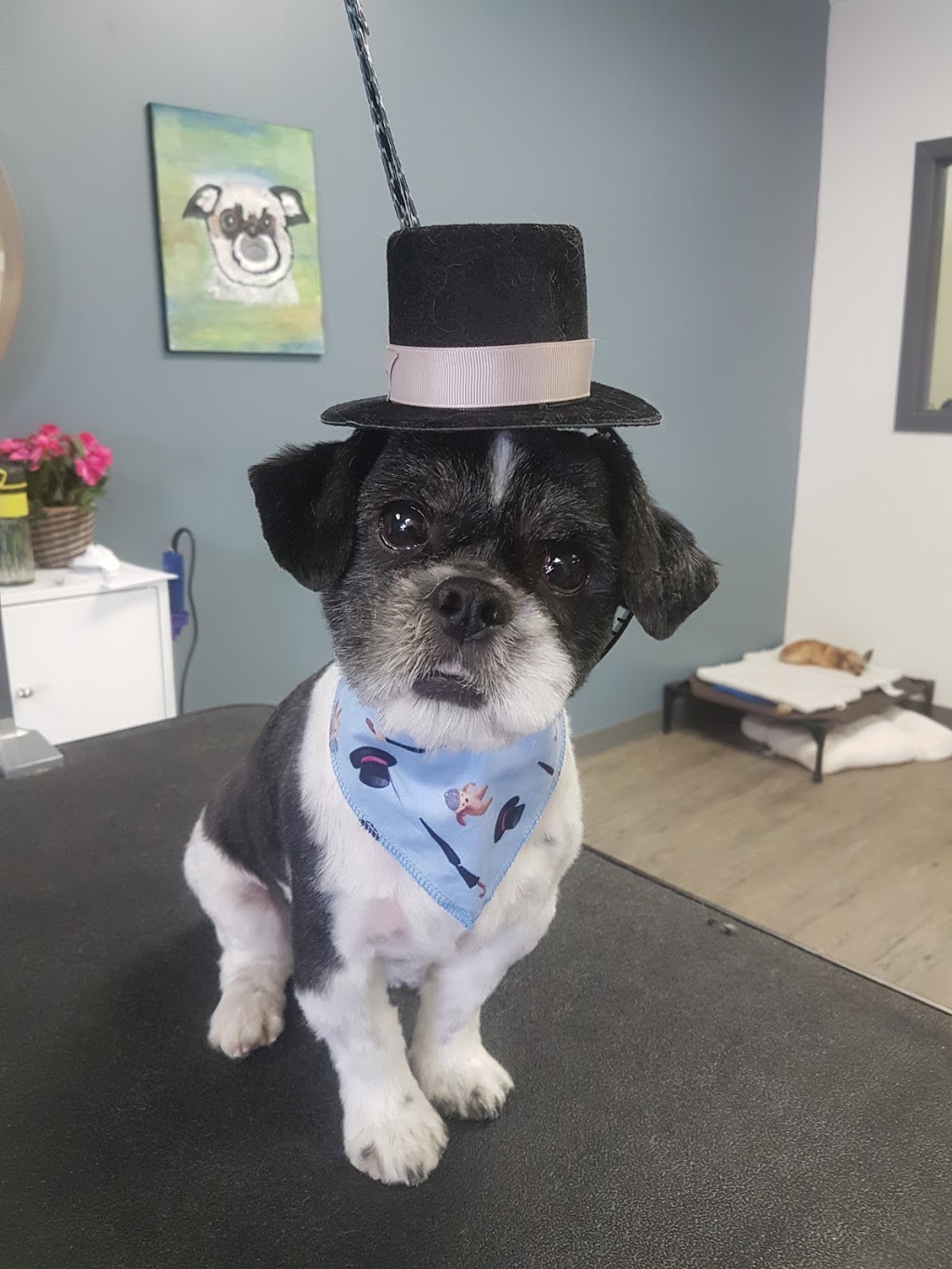 Dapper Dogs | 271 Grassie Blvd, Winnipeg, MB R2G 2L7, Canada | Phone: (204) 668-9663