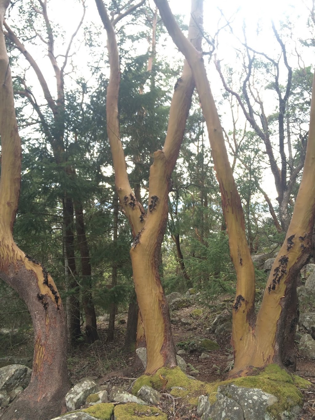 JM Abbott Park | Spyglass Rd, Pender Island, BC V0N 2M2, Canada
