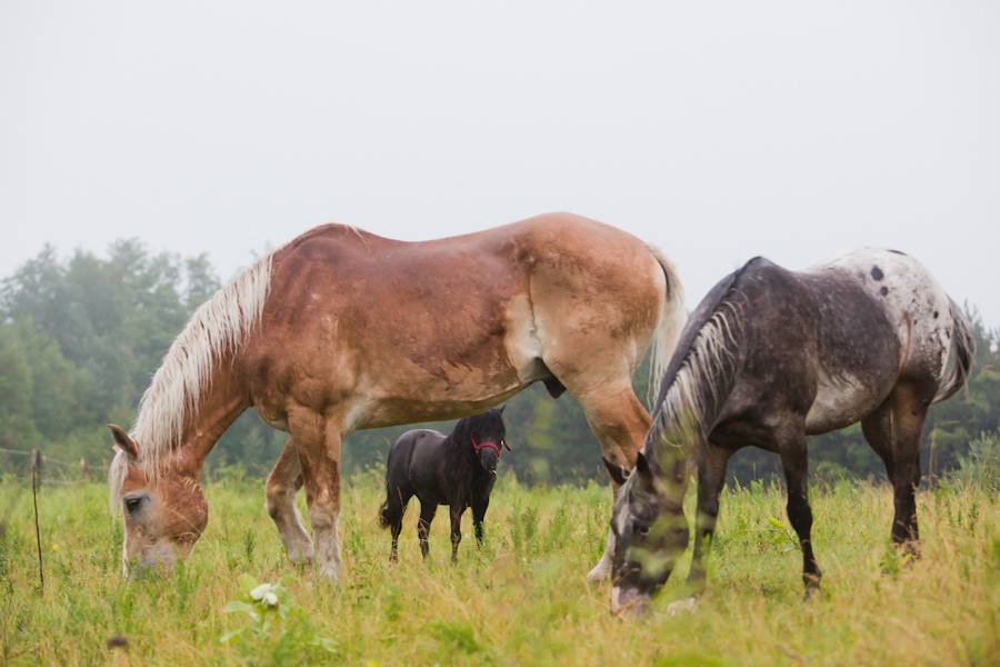Horse Discovery | Carmel Line, Cavan-Monaghan, ON L0A 1G0, Canada | Phone: (705) 932-2244