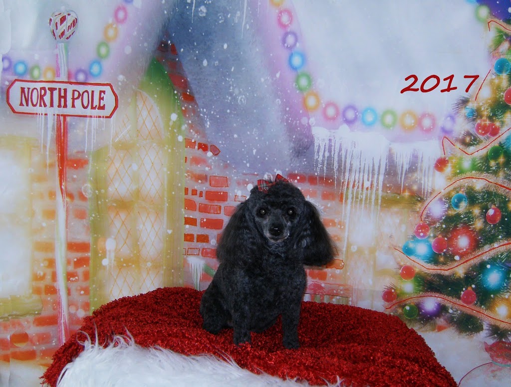 WeeBreed Dog Grooming | 9 McLeod Road Northwest As 9 McLeod Place Grey Townhouses McLeod Place, 53 St NW, Edmonton, AB T5A 3A8, Canada | Phone: (780) 473-6591