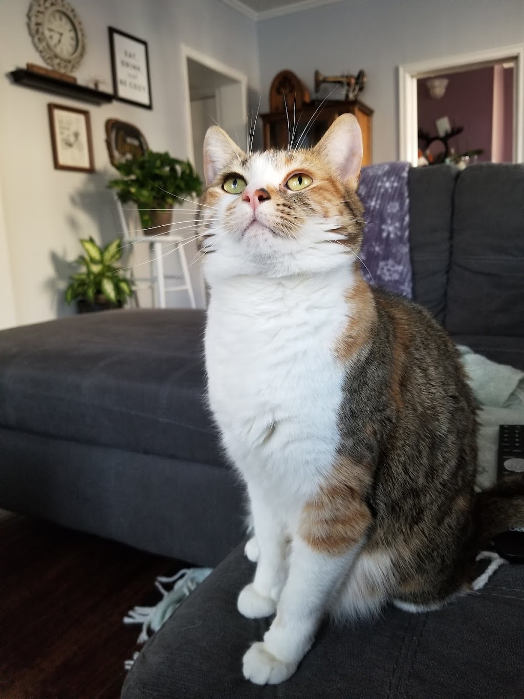Western Animal Clinic | 455 Wharncliffe Rd S, London, ON N6J 2M8, Canada | Phone: (519) 672-1210