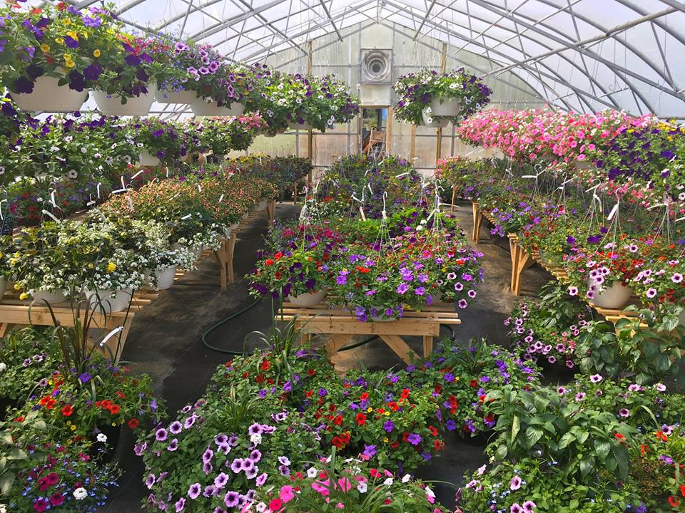 Mountain View Greenhouse | 8515 Betts Rd, Wardner, BC V0B 2J0, Canada | Phone: (250) 417-9331
