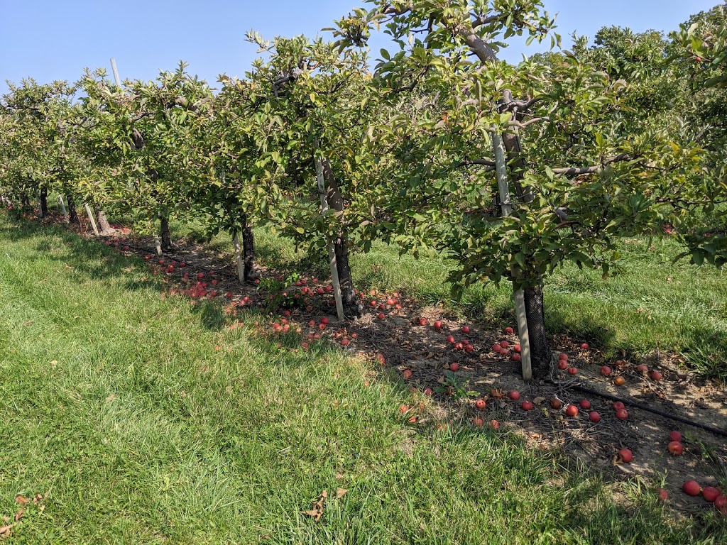 Nickels Orchards | point of interest | 1498 County Rd. 34, County Rd 34, Kingsville, ON N0P 2G0, Canada | 5199193702 OR +1 519-919-3702